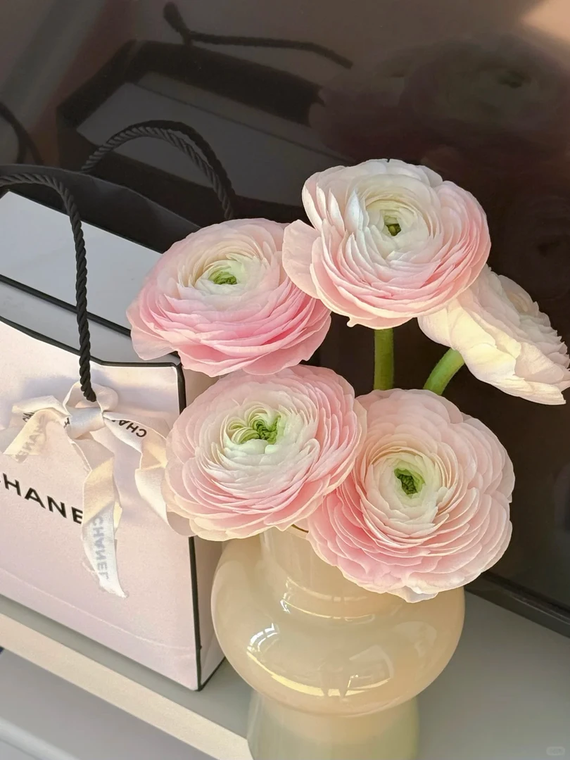 巨型河内洋牡丹5枝 包邮 【2单顺丰冷链或京东空运】云南新鲜鲜花