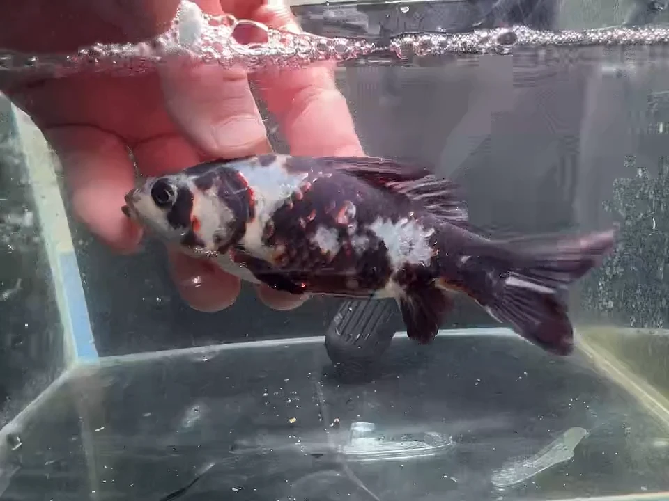 金鱼短尾草金鱼专用链接32