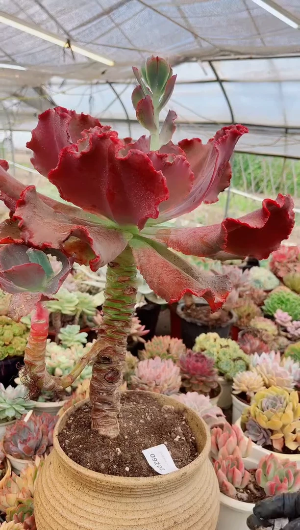 ?****?09121多肉植物一物一拍