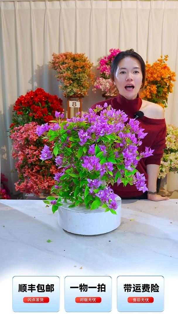 大部分开放少量花苞粉红豹