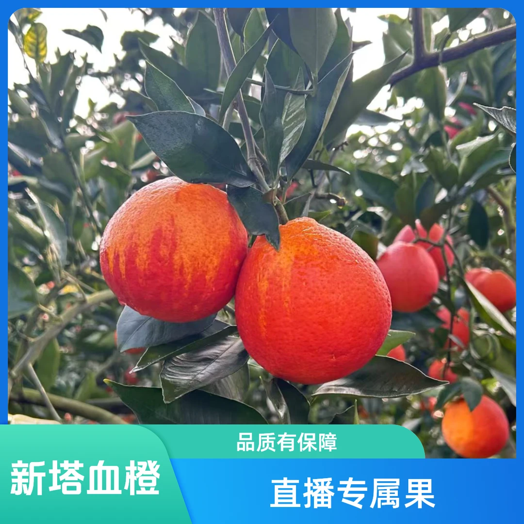【老杨直播专属】2025新年开播福利正宗四川塔罗科血橙农家新鲜采摘