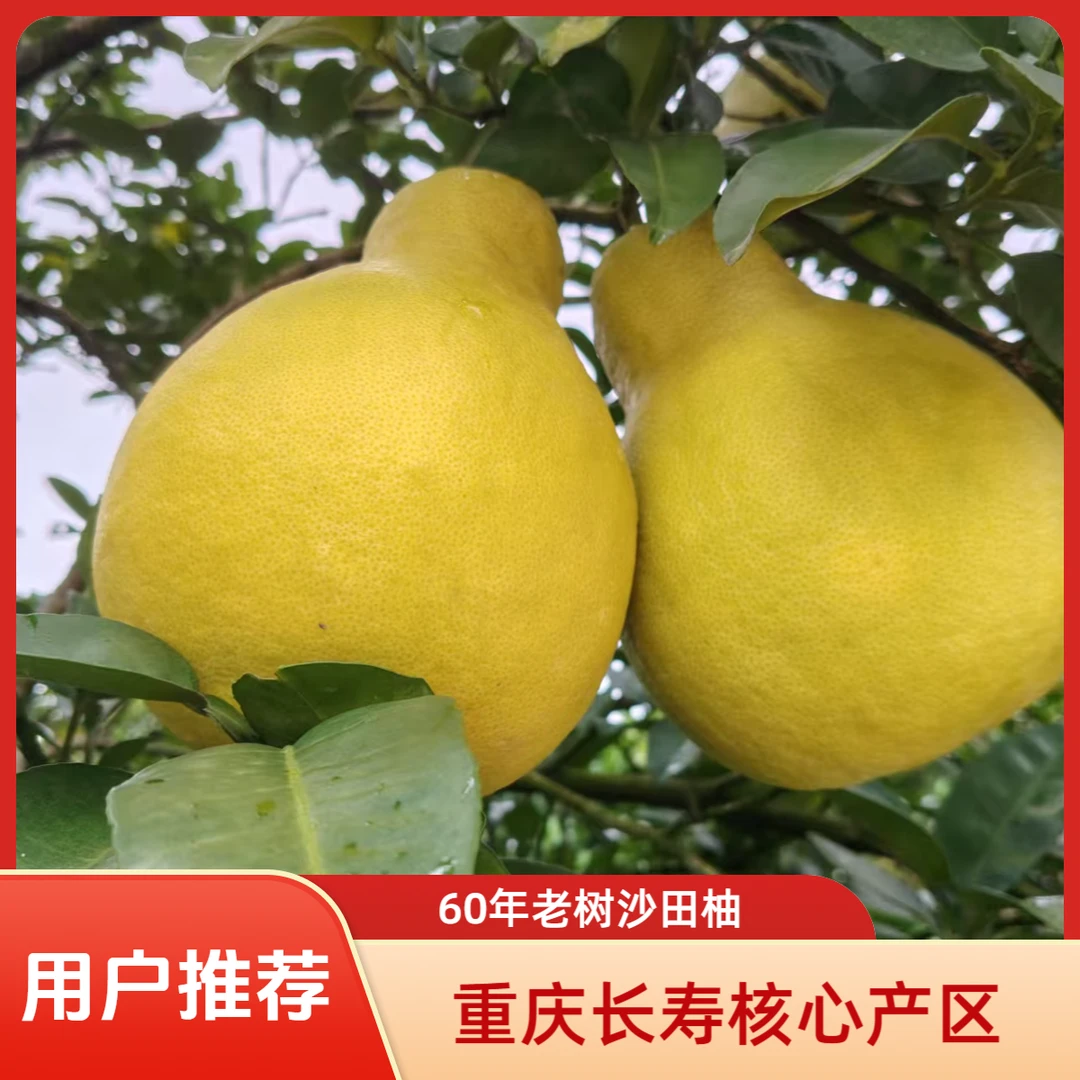正宗重庆长寿区邻封(60年老树)沙田柚