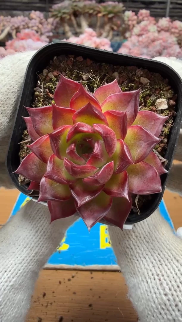 东云多肉园三店-69