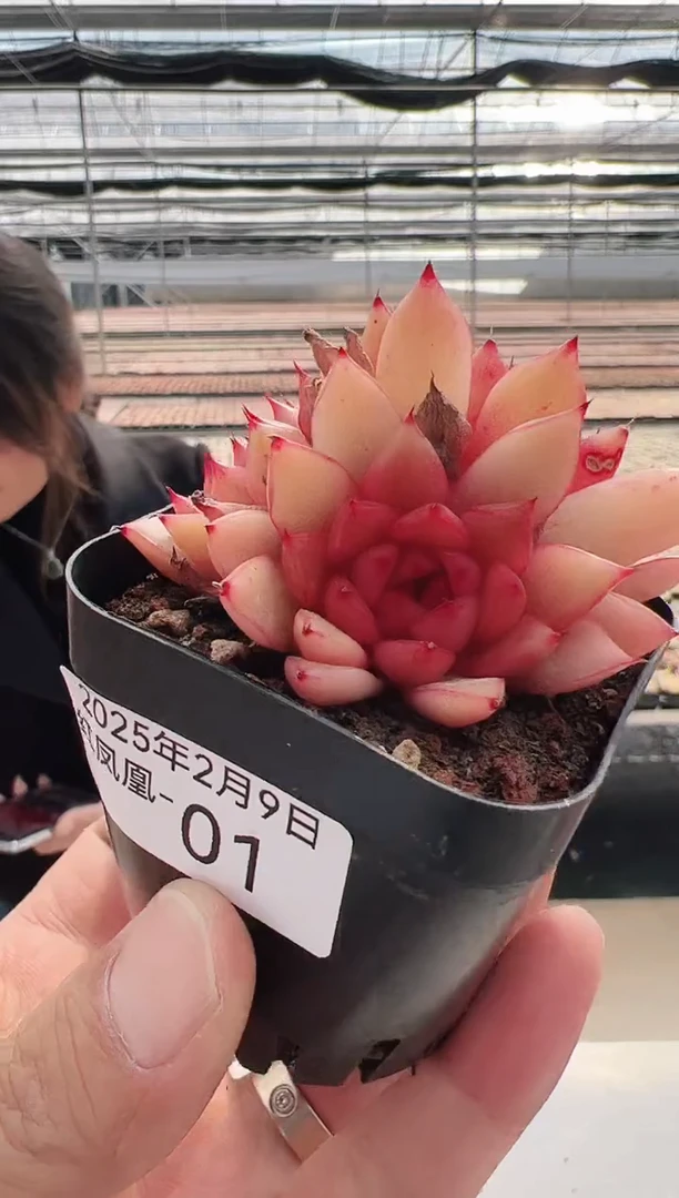 【闪购商品】火凤凰-1