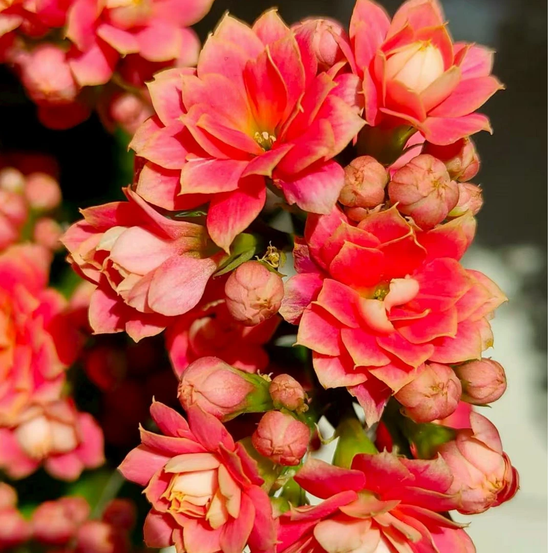 【珊瑚】~精品重瓣带花苞客厅阳台室内养殖懒人花卉美观