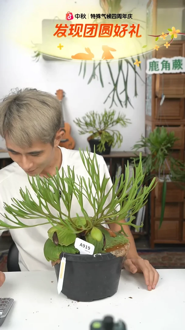 不开花植物A919-超细叶亚猴盆养