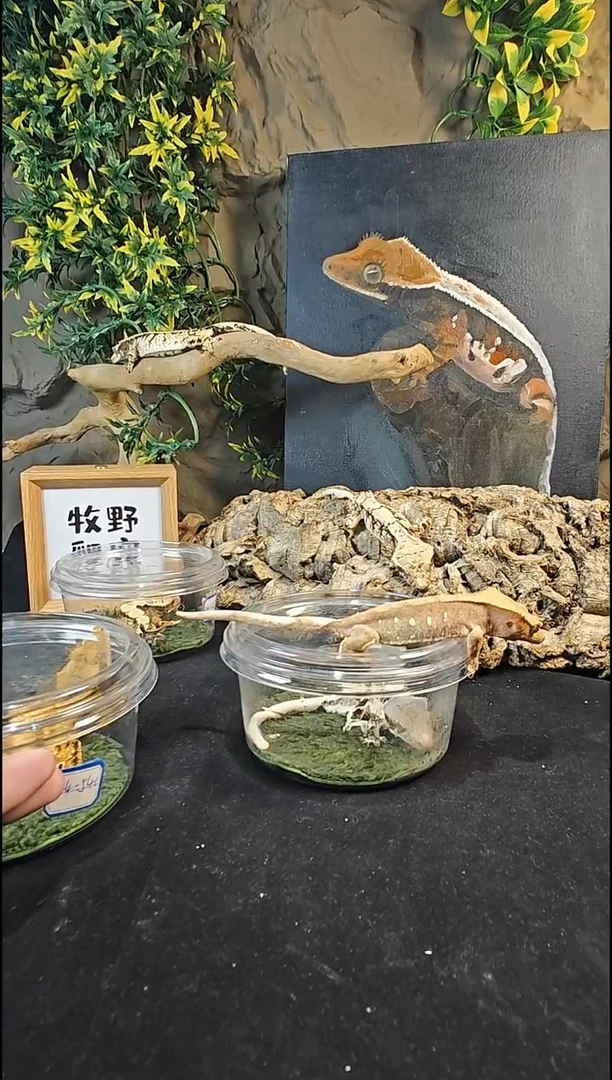 睫角守宫柚*.睫角守宫双红波点