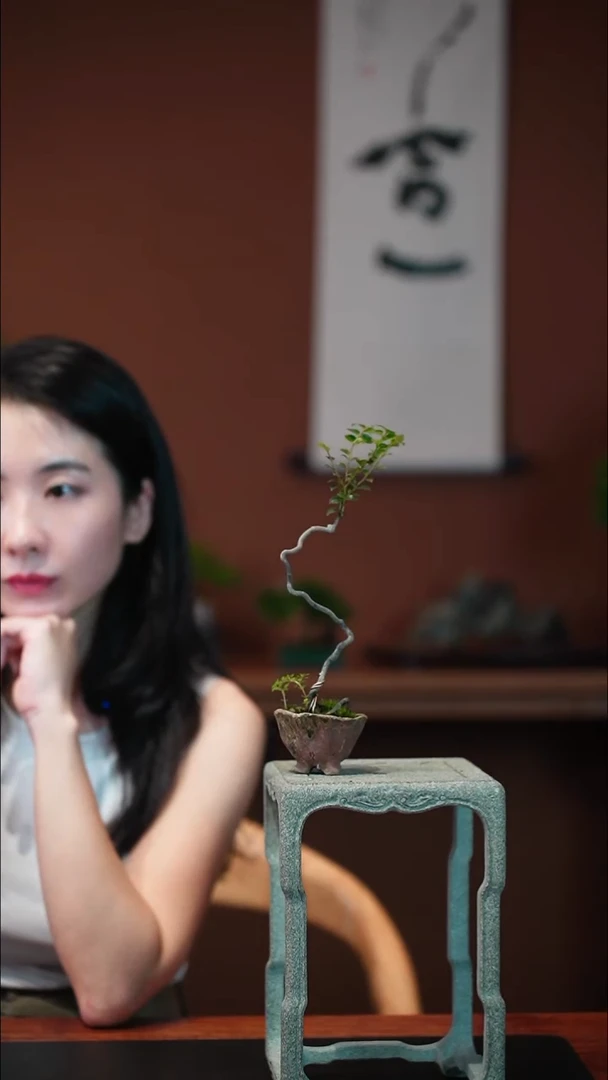 无花朵黑骨茶盆景盆景盆景