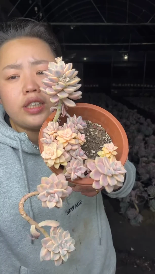 【闪购商品】23-外播美杏锦7.8