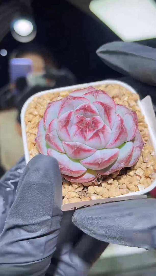 闪购1859  萌芽紫多肉一颗  4-4.5厘米