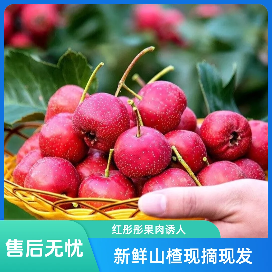 小金星山楂酸甜口3斤/5斤现摘现发京东包邮次日达