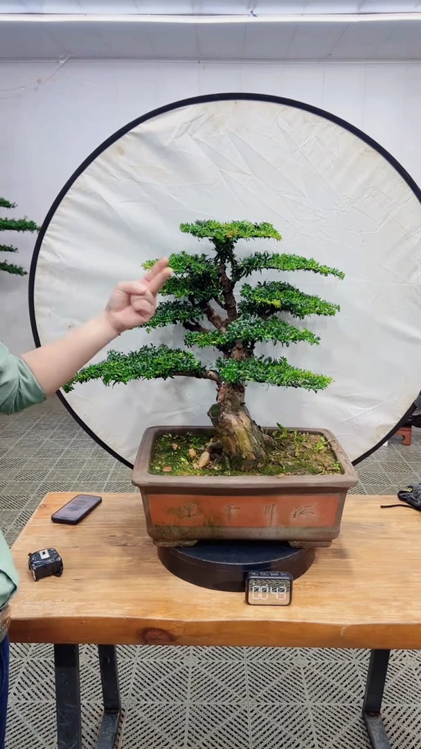 无花朵造型盆景一物一拍