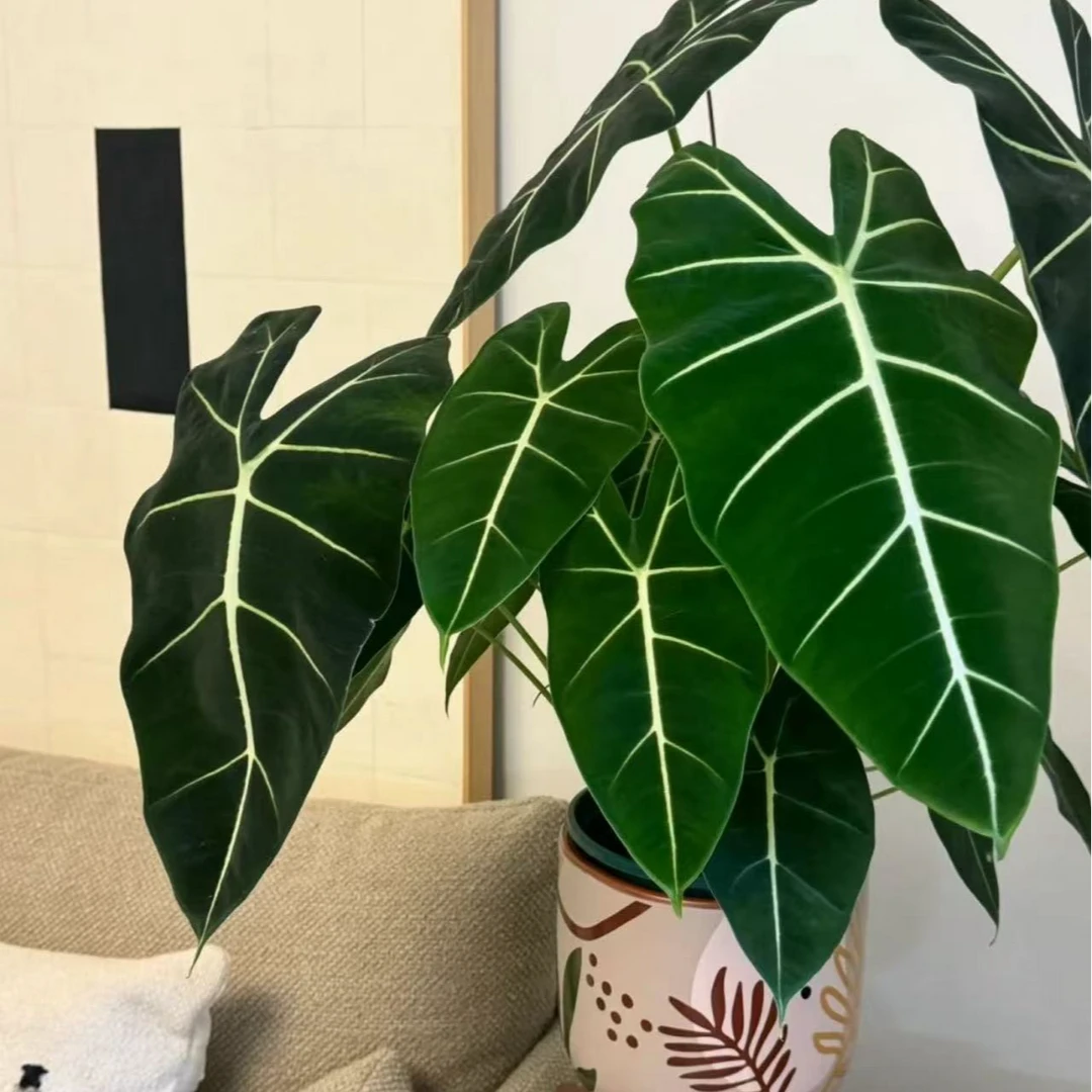 【1.5#（三株）绿天鹅绒海芋】室内盆栽绿植好养四季常青阴观叶植物