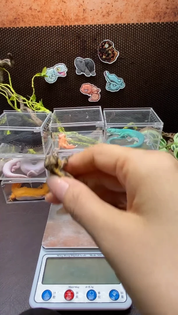 盖勾亚守宫 鳞与尾 Scale Tail 爬宠盖