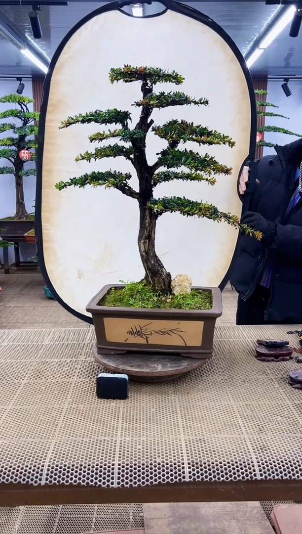 【闪购商品】00000000