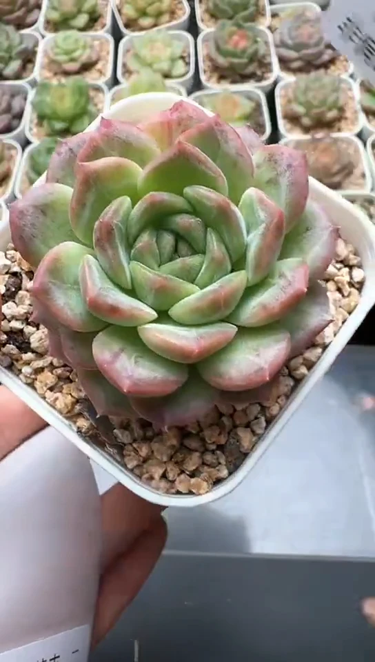 344F云禹多肉植物 默认脱土纸巾打包 3颗包邮