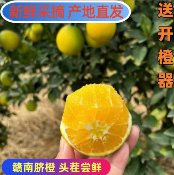 【现摘现发】正宗江西赣南脐橙头茬新鲜现摘孕妇甜橙子水果
