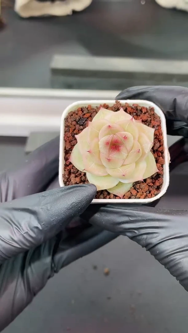 闪购1775  海胆多肉一颗  3.8-4厘米