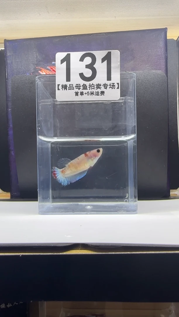 斗鱼母鱼编号：131