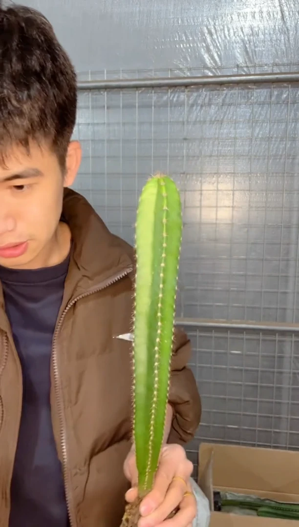 【闪购商品】实生根 秘鲁苹果 高20-30cm