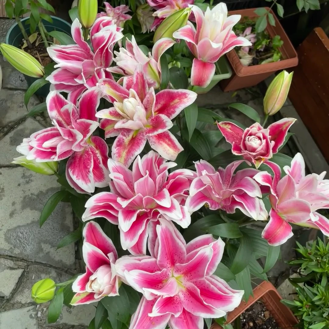 （奥林匹亚/胜利女神）香水百合东北鲜花基地发货顺丰邮 鲜切花