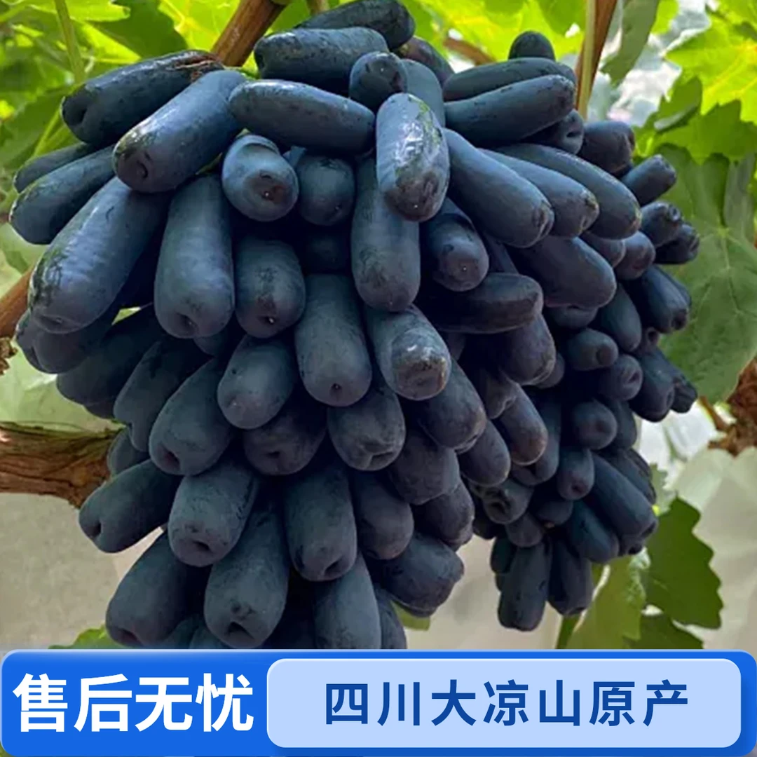 攀西小园主大凉山原产地美人指新鲜无籽蓝宝石葡萄当日采摘