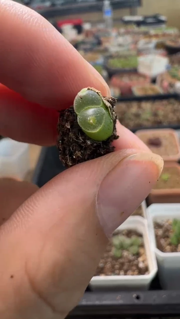 猫*?7-547多肉植物肉锥