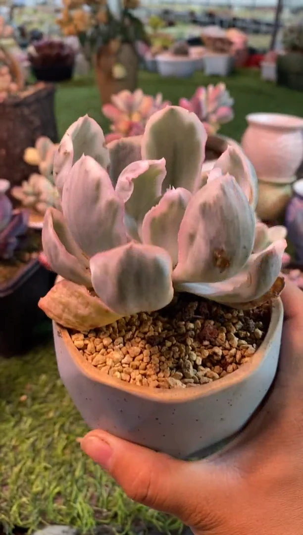 0677aa（满28包邮发货）