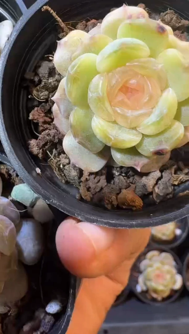 【闪购商品】14号彩恋到手2棵江北多肉一物一拍