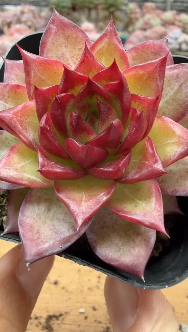 东云多肉园二店-321