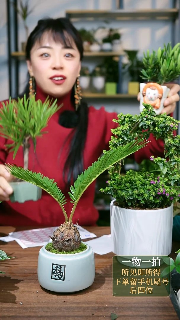 【闪购商品】37---5166菊花罗汉松