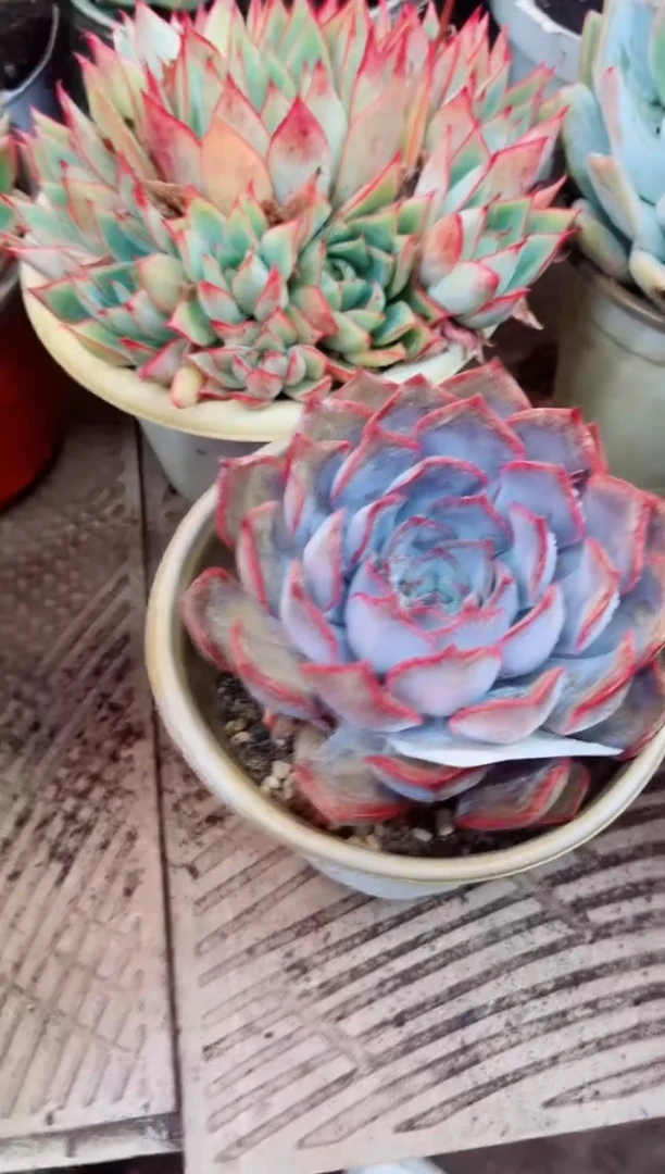 31020多肉植物一物一拍
