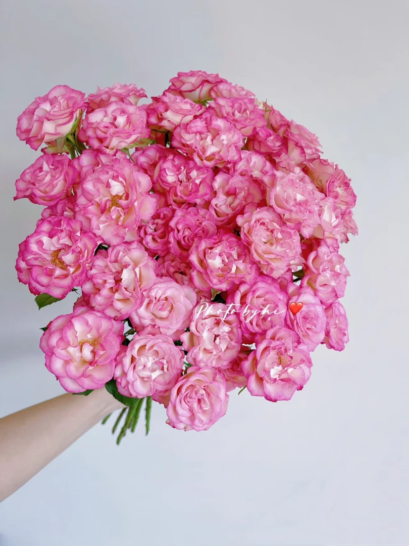 【好物鲜花】色罗衣10支 两单顺丰包邮