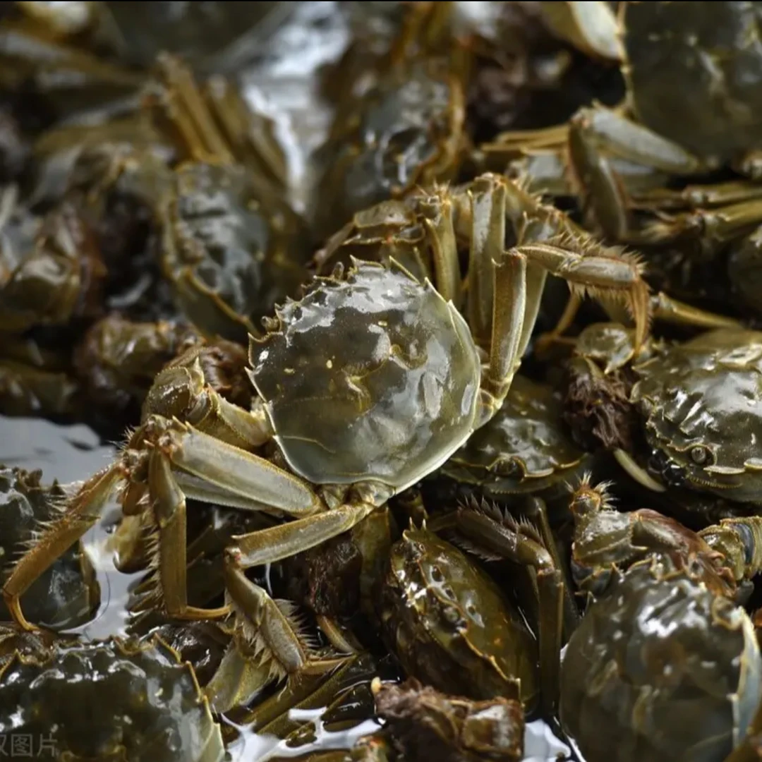 甘肃活蟹公母混装2斤约14只-18只每只约1.3-1.5两顺丰发货