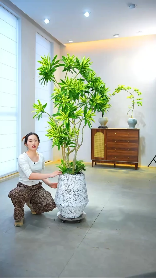 完全开放植**境金边百合竹