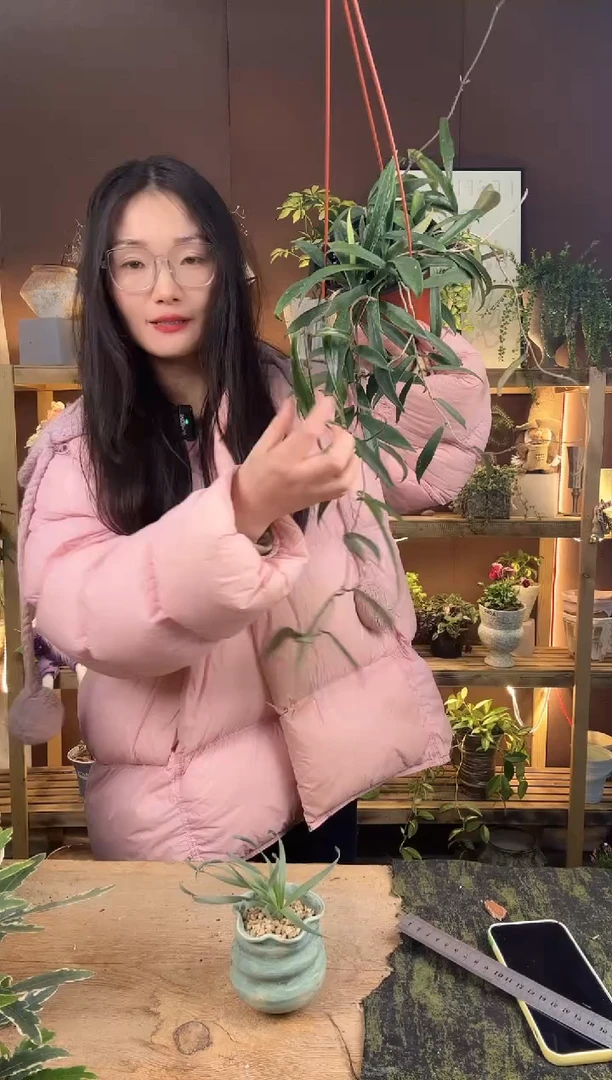 以实际为准贝尔球兰育苗盆092
