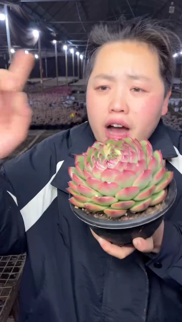 【闪购商品】38-蓝月亮带盆土9.99