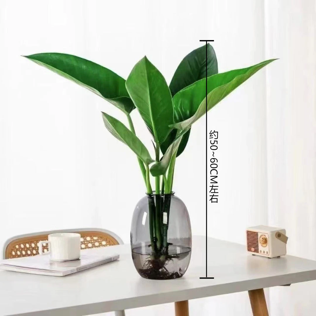 大叶金钻水培绿植办公室桌面植物室内客厅花卉盆栽（约50－60cm）