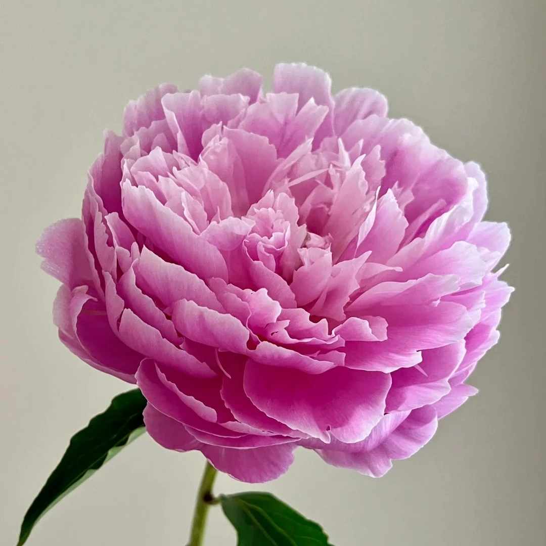 如梦令芍药鲜切花山东菏泽基地直发顺丰包邮