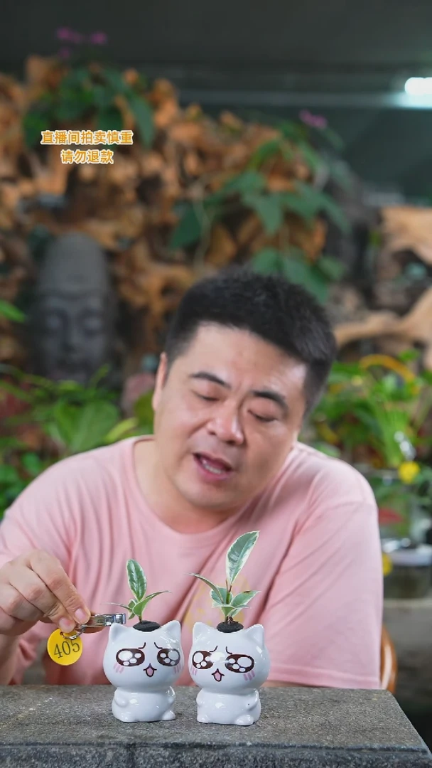 当前无花栽培后可以开花花叶橡皮树405T