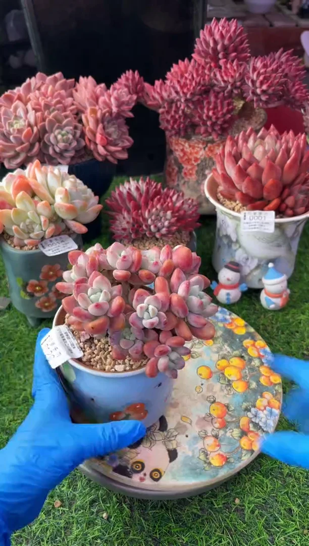 昆明印象多肉0120