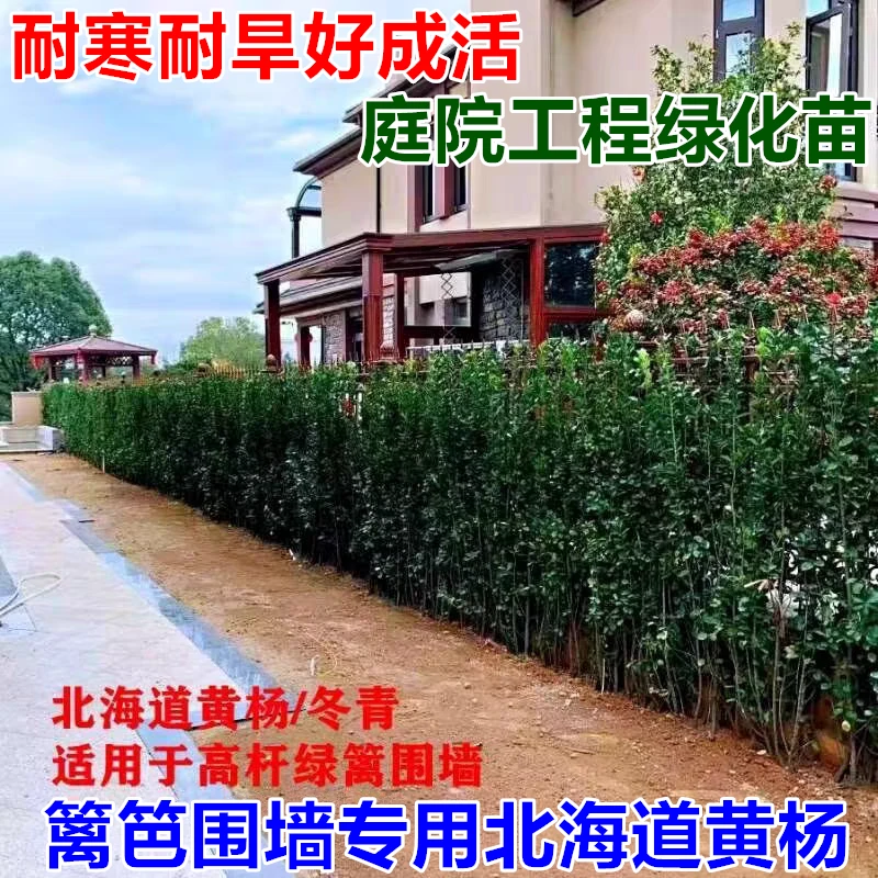 围墙篱笆植物大叶北海道黄杨苗冬青树苗四季常青耐寒庭院绿篱树苗