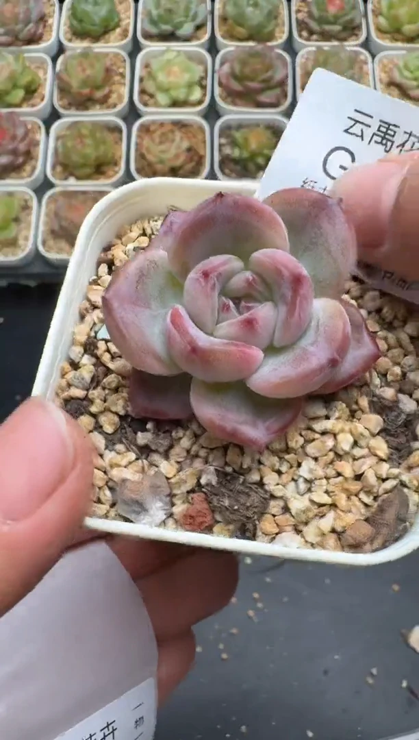 404G云禹多肉植物 脱土纸巾打包 3颗包邮