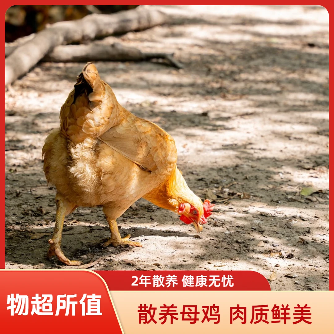 【京东次日达】洪泽湖农家生态散养土鸡现抓现杀两只老母鸡走地鸡跑山鸡养足2年共2只杀好后净重3.5-4.0斤