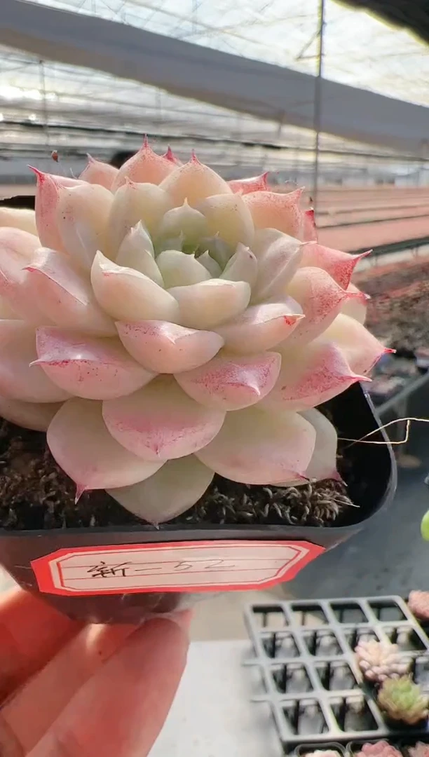 【闪购商品】新-52