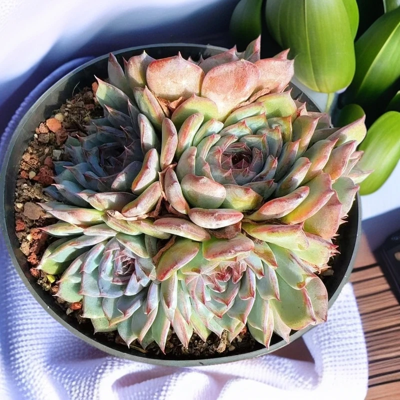 【蓝色妖姬】  多肉植物  新手好养  基地直发适合阳台庭院养护绿植
