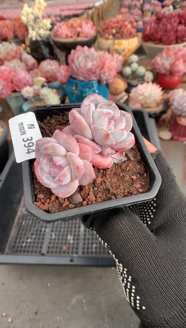 394星影多肉植物一物一拍