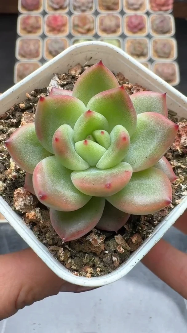 【闪购商品】706号珍妮多肉一物一拍3单包邮