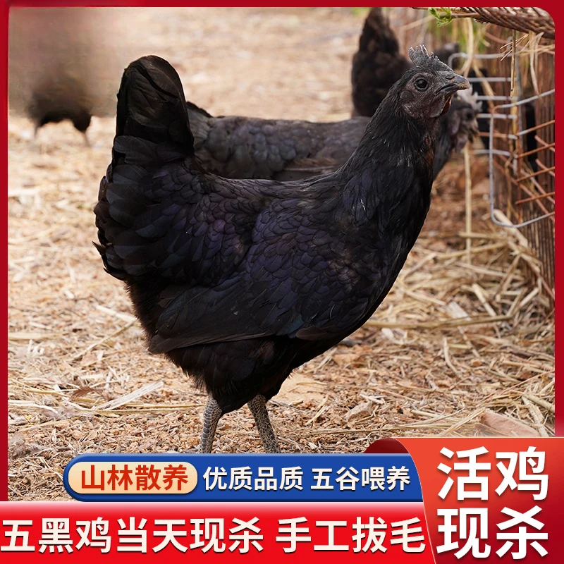 乌鸡山林农家散养五黑鸡现杀跑山鸡走地鸡月子鸡煲汤乌骨鸡
