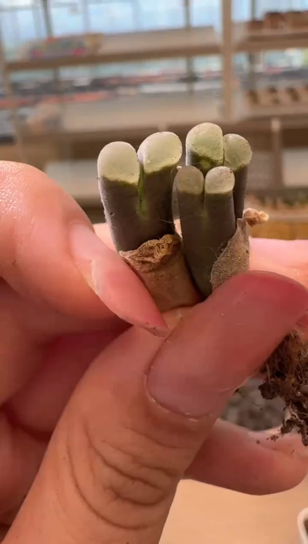 美丽的肉石头9.1-23幻紫